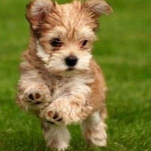 Meet your Posher, Kendall